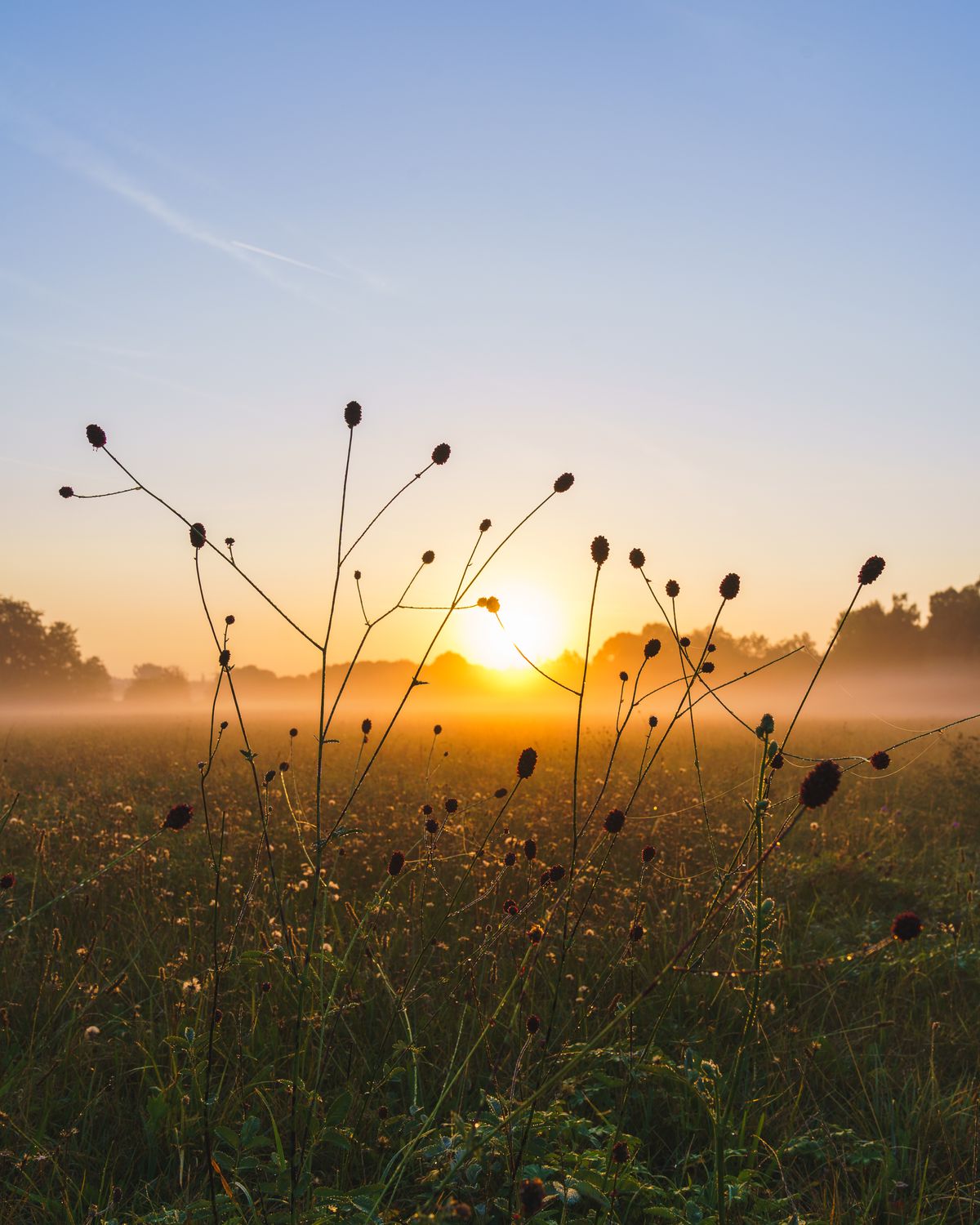 A misty meadow at first light
