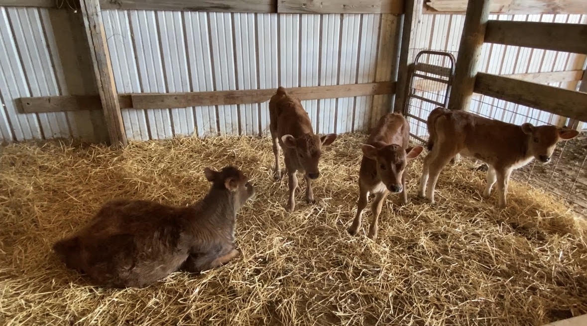 Jersey calves in the barn on Julie's farm