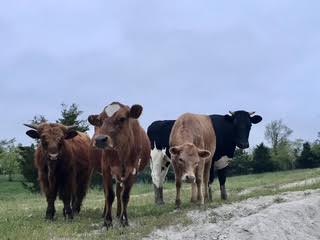 Cattle in the pasture on Julie's farm